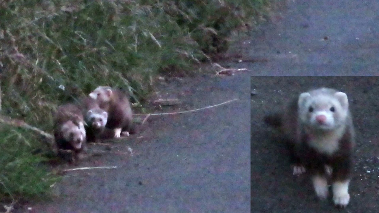 A trio of young feral Ferrets out to play