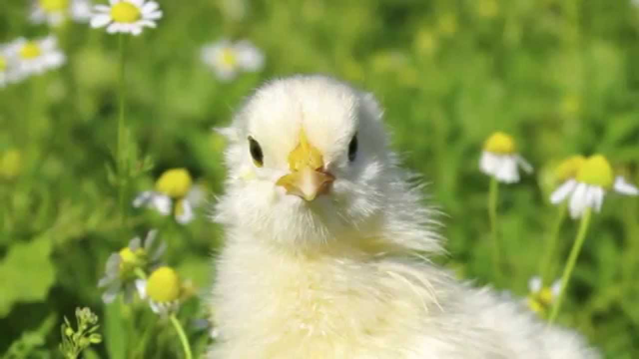 Happy Easter! from KCTS 9