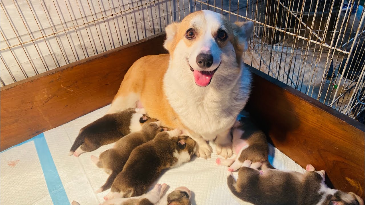 Corgi puppies 11 days old