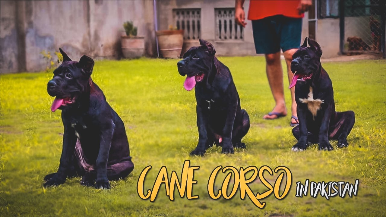 Beautiful Cane Corso Dogs In Pakistan || Know Everything About Cane Corso|| Dog Diet Plan And Price