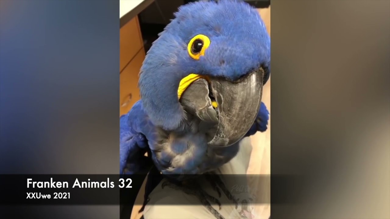 XXUwe - Franken Animals 32