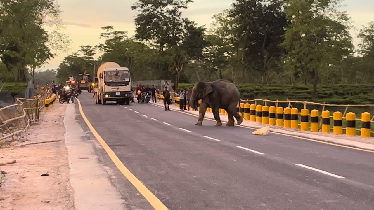 “Elephant Crossing Road in Forest Area | Real Wildlife Moment”