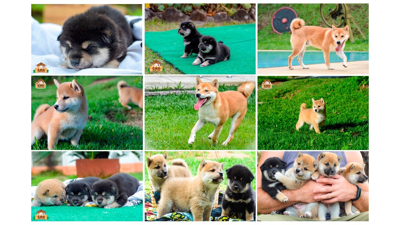 TUDO sobre Shiba inu: o vídeo mais completo sobre a raça