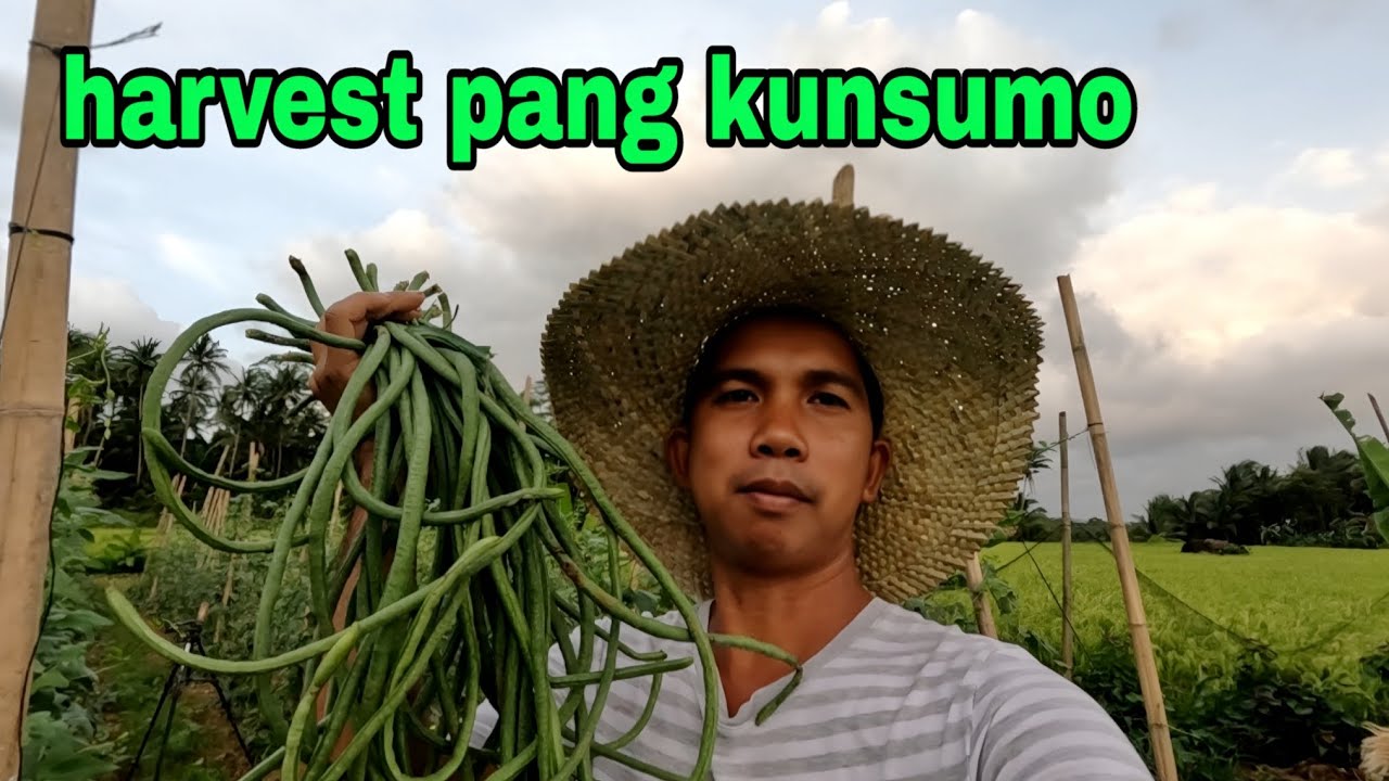 Sitaw pang kunsumo