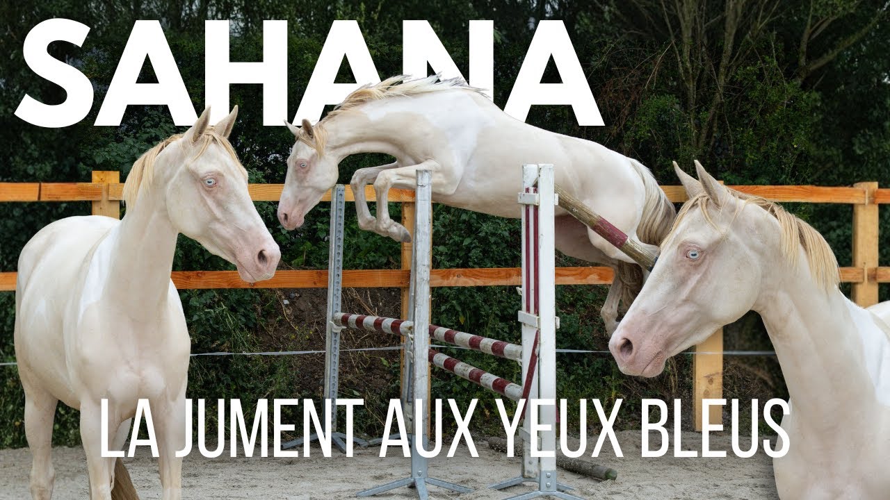 Présentation de mes chevaux #7 : Sahana, une jument aux yeux bleus 🩵