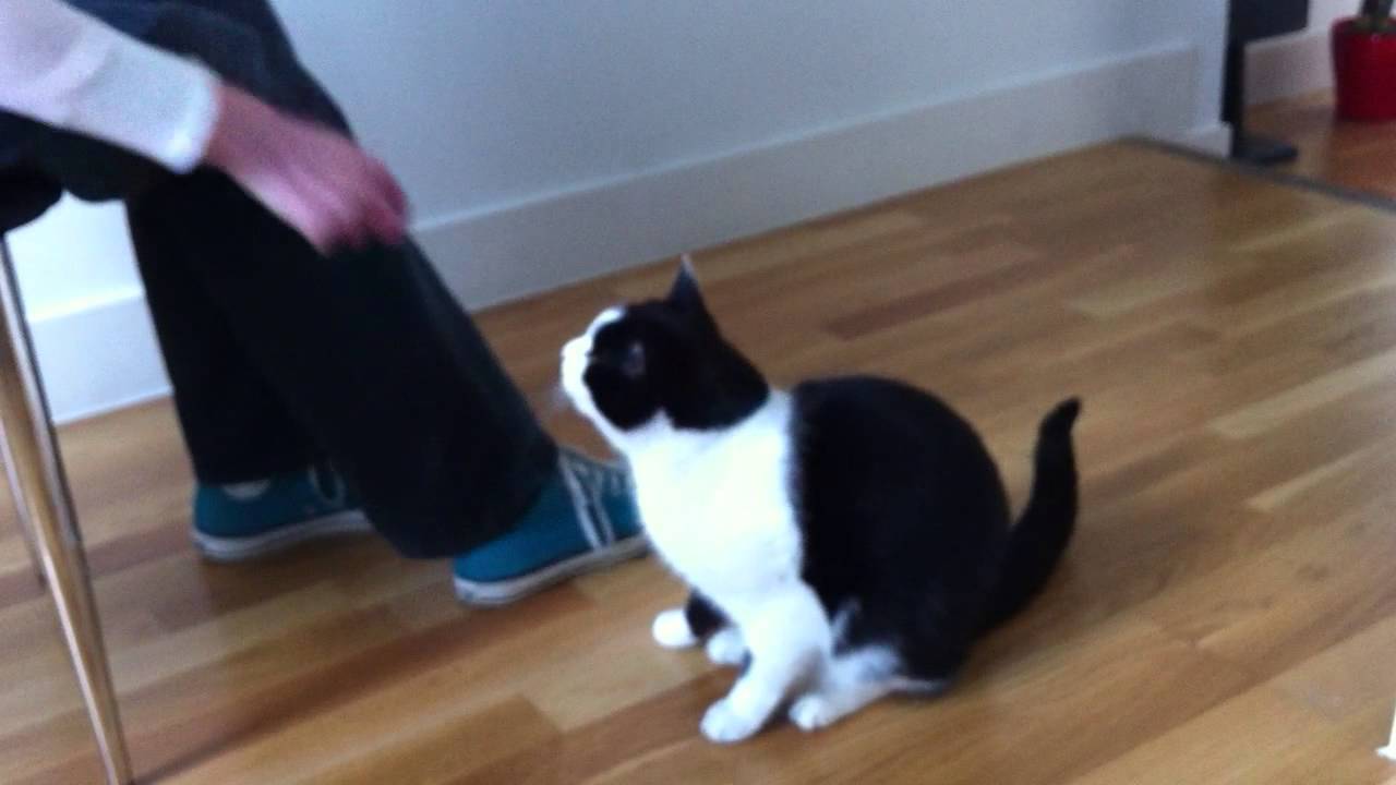 Clever cat does 6 tricks! Better than a dog!