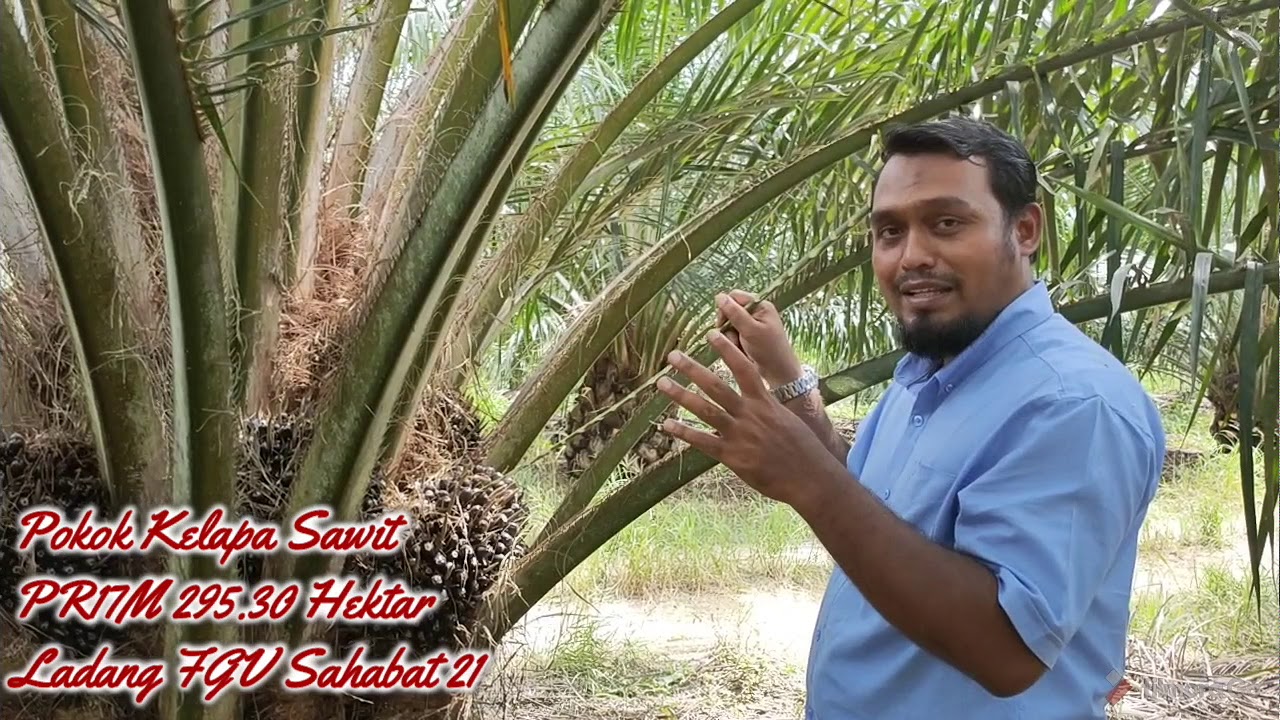 Umur Buah Kelapa Sawit Yang Ramai Tidak Tahu | Mengira Potensi Hasil | Hasil Sawit Lumayan |