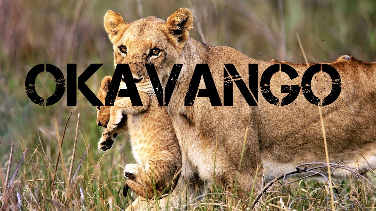 Document&aacute;rio: Os &Uacute;ltimos Le&otilde;es de Okavango - HD Dublado Discovery