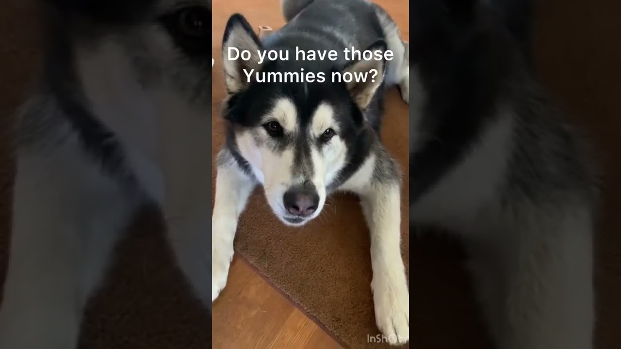 Sassy and hungry Wulf 😅