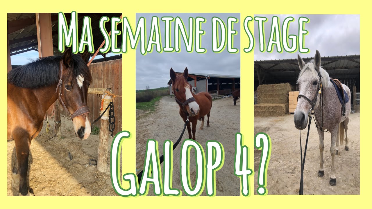 Semaine de mon passage de galop 4