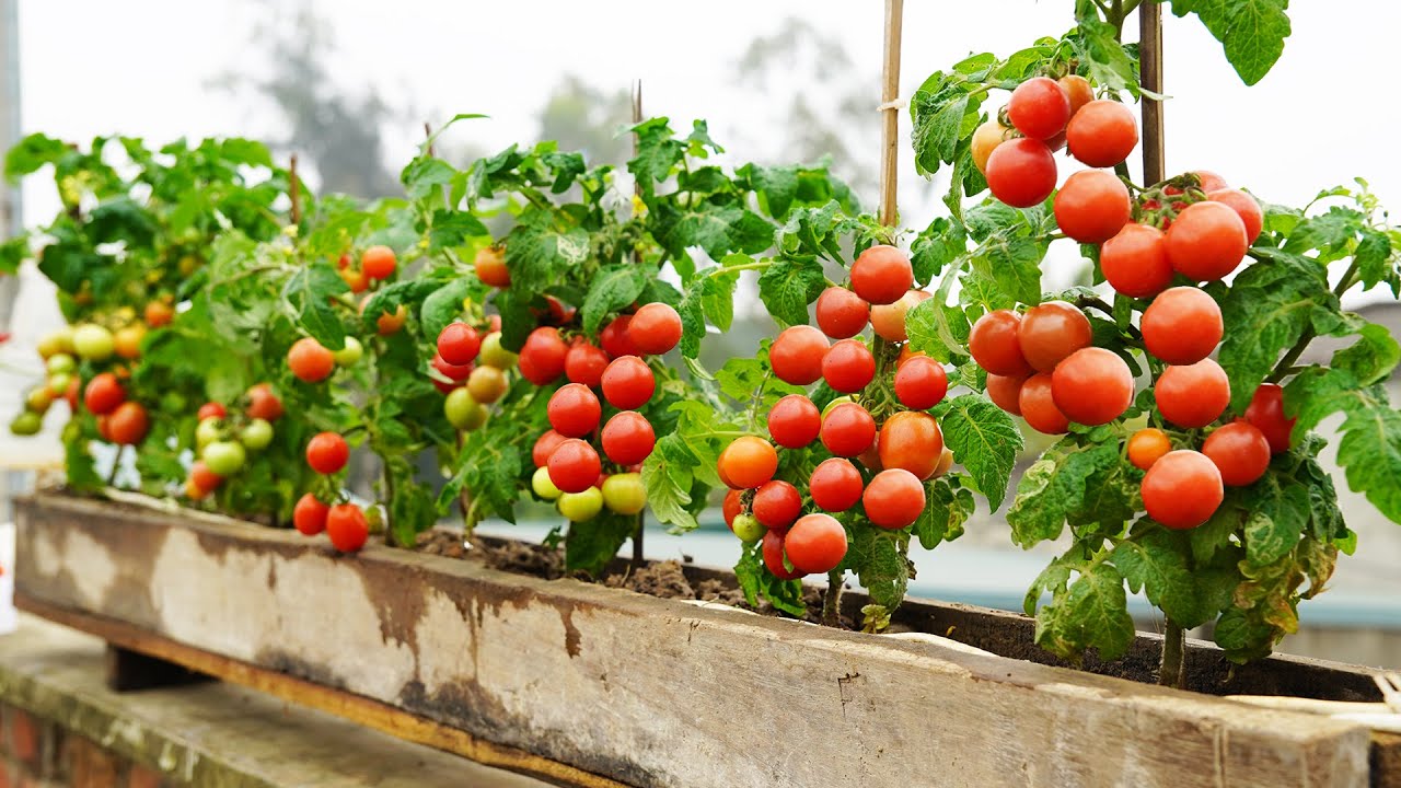 How I Grow Balcony Tomatoes Simply and Effectively