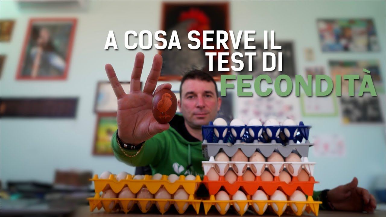 Test di fecondit&agrave; delle uova: un'operazione che assicura la salute di uova e animali