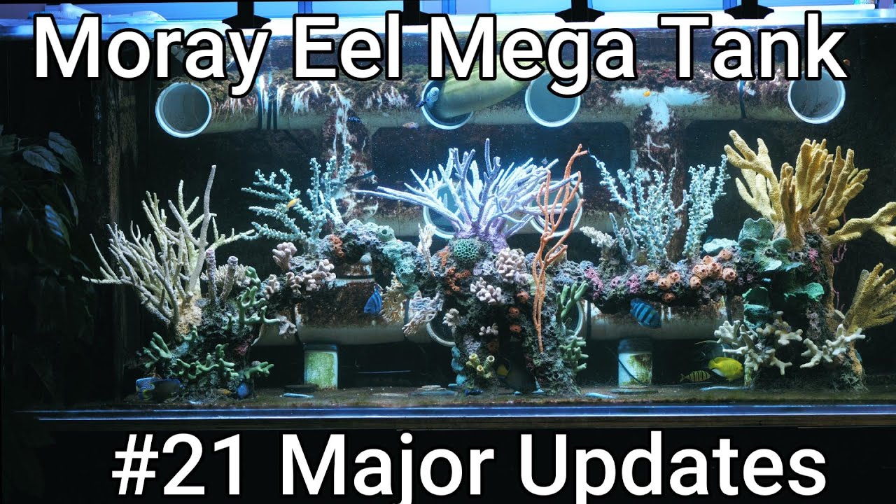 Moray Eel Mega Tank - 21 - Major Updates