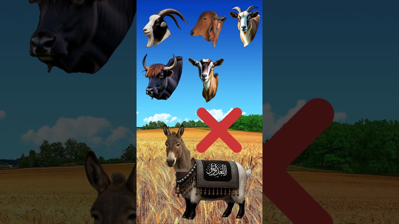 Halal Indian Bakra 🐐 Eid Mubarak #trending #viral #shorts #viralvideo #islamicshorts