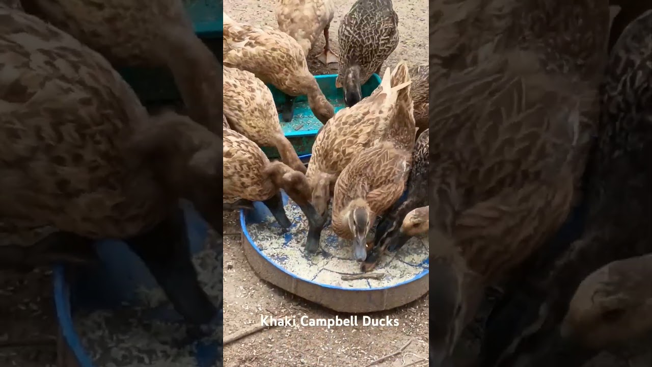 Khaki 🦆 Campbell duck and Indian Runner breeds, known for their exceptional egg-laying #ducks