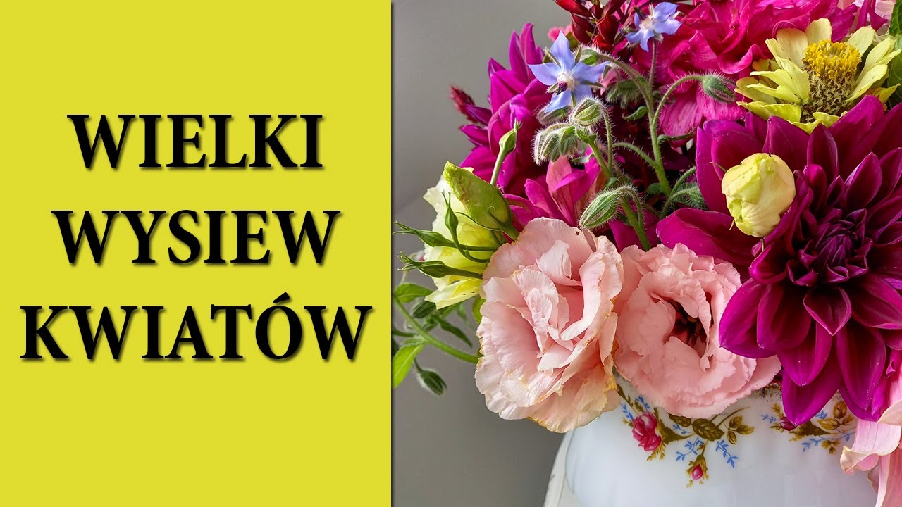 Orlaya Marchew Scabiosa Lewkonie Floks jak siać kwiaty / Co siać w lutym / Soil blocking / MrsGarden