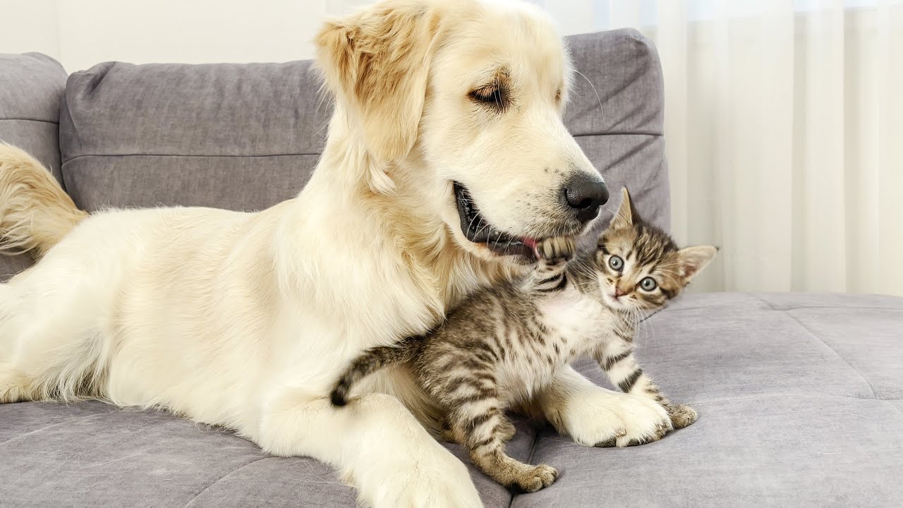 Golden Retriever Attacked by Cute Tiny Kitten