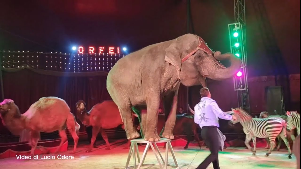 L’esotico con l’elefante presentato da Josef Gartner (Circo Greca Orfei) Andreina Togni (2023)