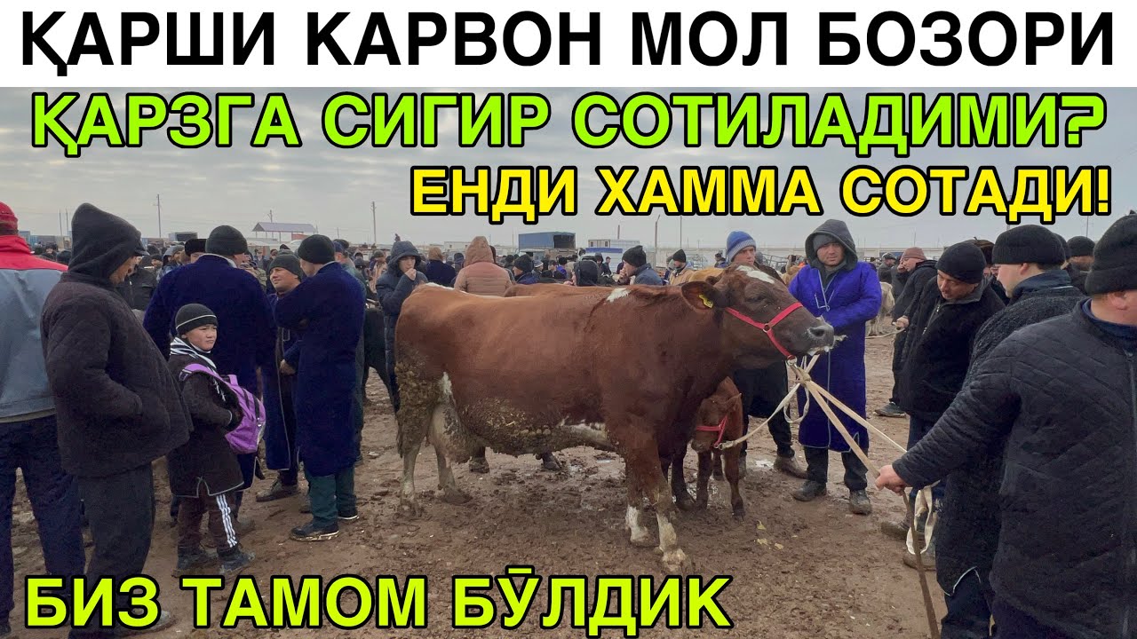 ҚАРЗГА СИГИР СОТИЛАДИМИ? СОҒИН СИГИР НАРХЛАРИ. ҚАРШИ КАРВОН МОЛ БОЗОРИ. ҚАШҚАДАРЁ 20-ЯНВАР 2026