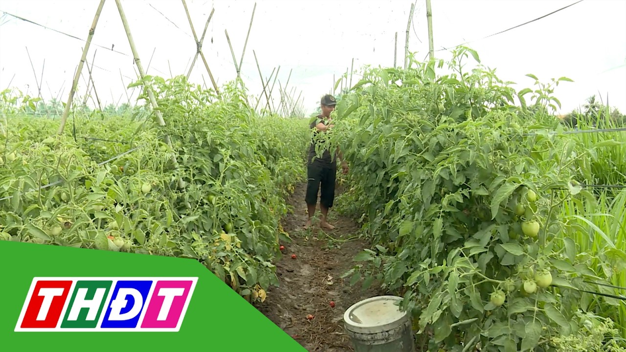 Vựa rau Đồng Tháp vẫn xanh tốt trong mùa hạn mặn | THDT
