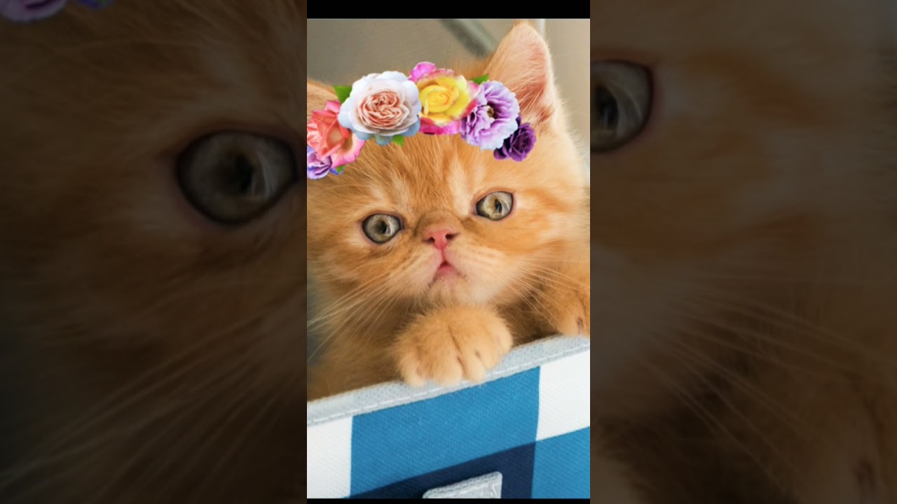 Kittens:💕 The Most Adorable Little Troublemakers#video