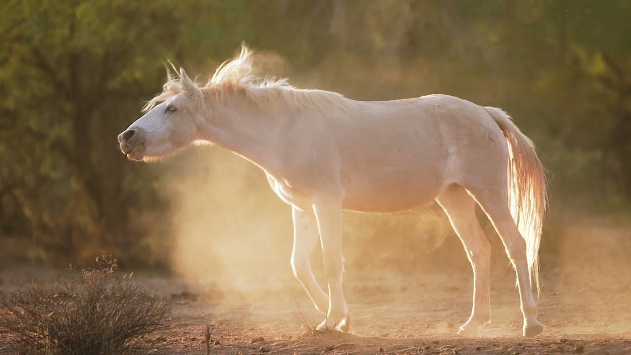 Salt River Wild Horses in Slow Motion