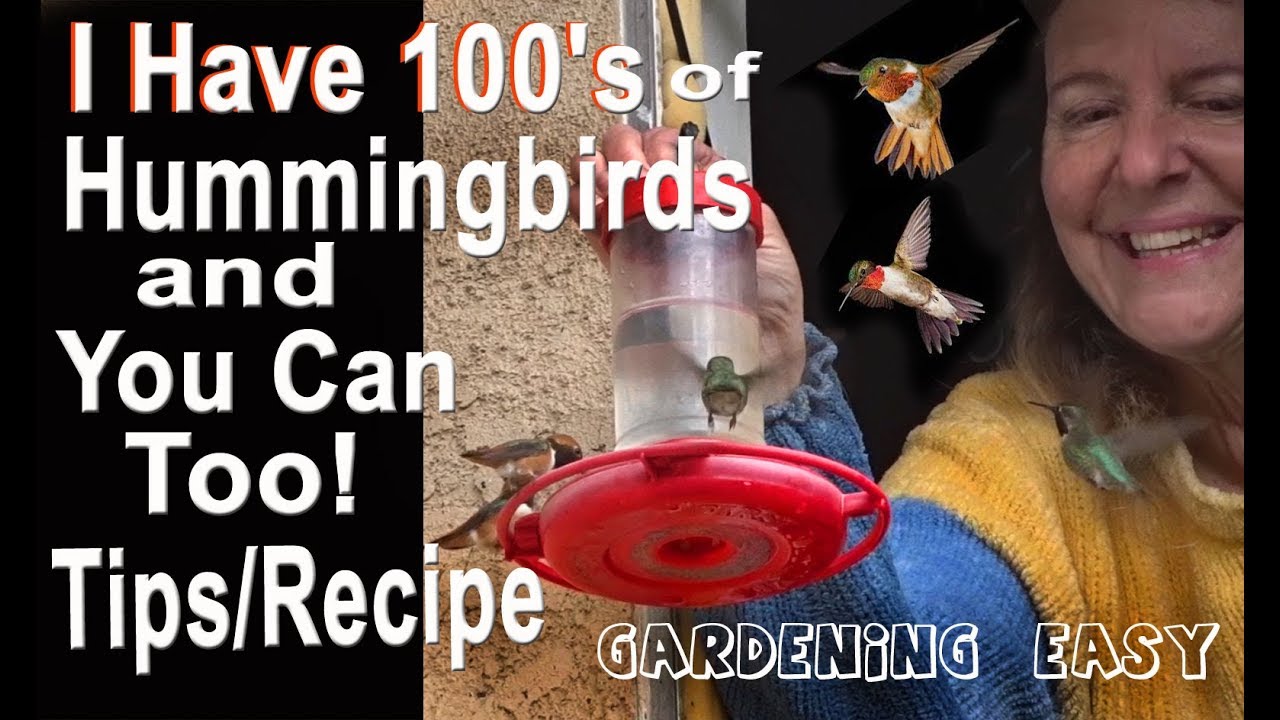 How to Bring Hummingbirds to Your Yard: Tips on Cheap Hummingbird Feeder DIY Recipe Birdbath Flowers