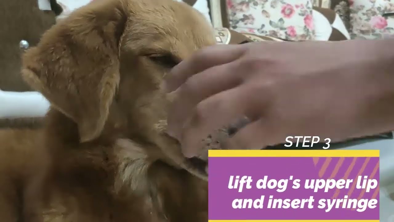 How To Learn Giving Dog Medications : how to give liquid medicine to a dog at home (Helpful video)