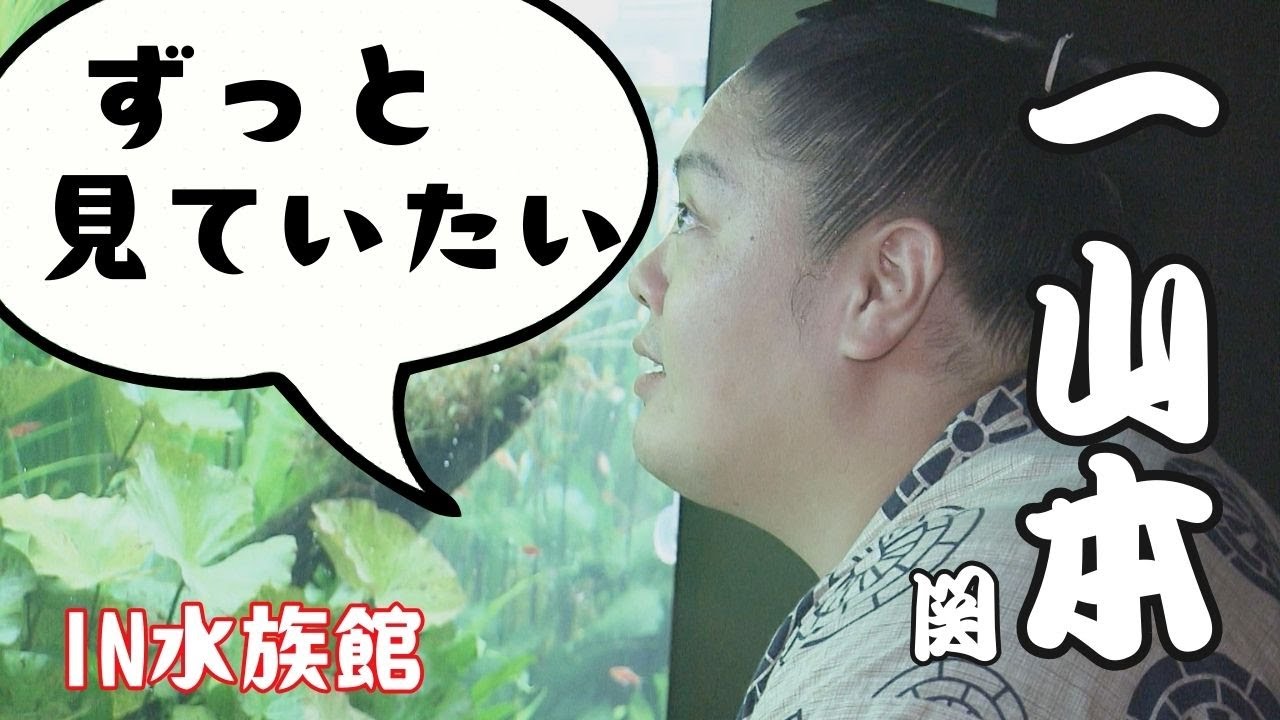 「かわいい！」連発  大相撲 一山本関が札幌観光vol.3　水族館で大興奮「ずっと見ていられる…布団持ってこようかな」