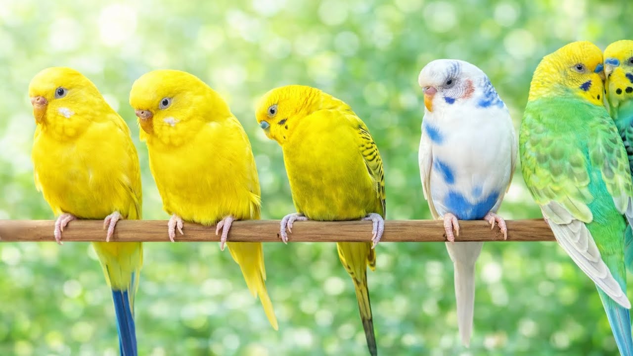 8 Hours of Happy Parakeet Sounds • Bird Chirping for Calm & Happiness 🐦💚