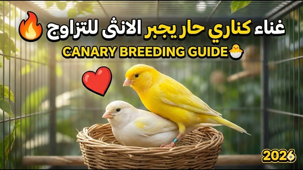 تغريد كناري للتسميع و تهييج الانات للتزاوج 1 - Canário cantando para atrair fêmeas para a reprodução