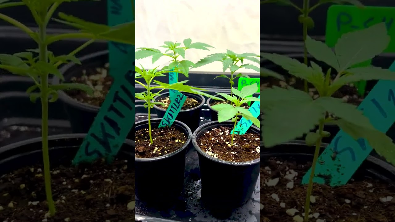 Indoor Grow Setup &ndash; Early Vegetative Stage (2 x Zkittlez, Amnesia Lemon Haze, Pineapple Chunk)