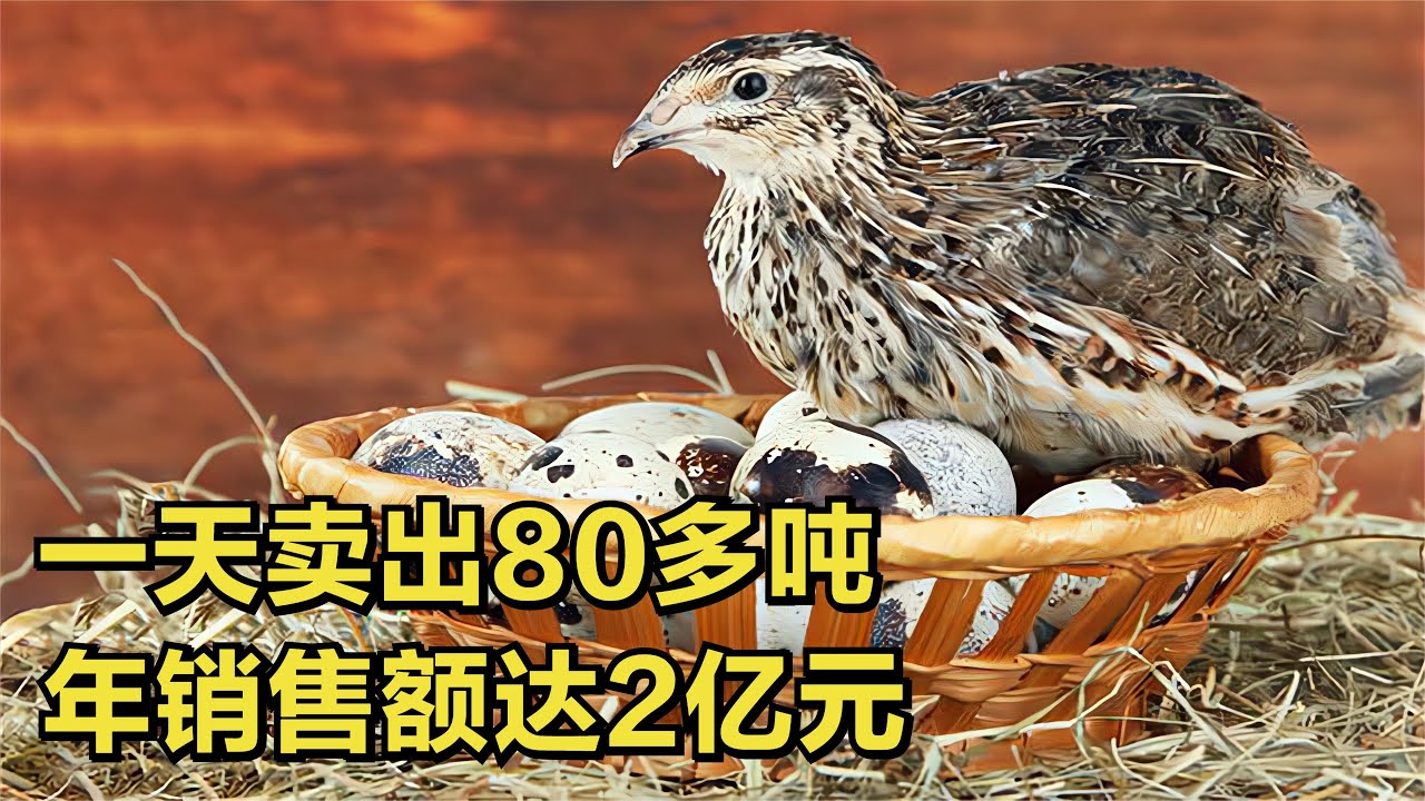 四川小伙返乡养鹌鹑，带领上千农户致富，一年净赚2个亿！