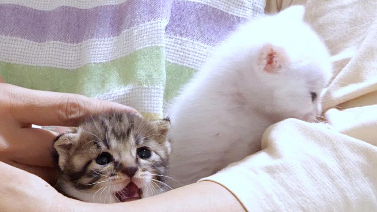 Страстный взгляд продолжает смотреть на котят [пожалуйста, смотрите с субтитрами]