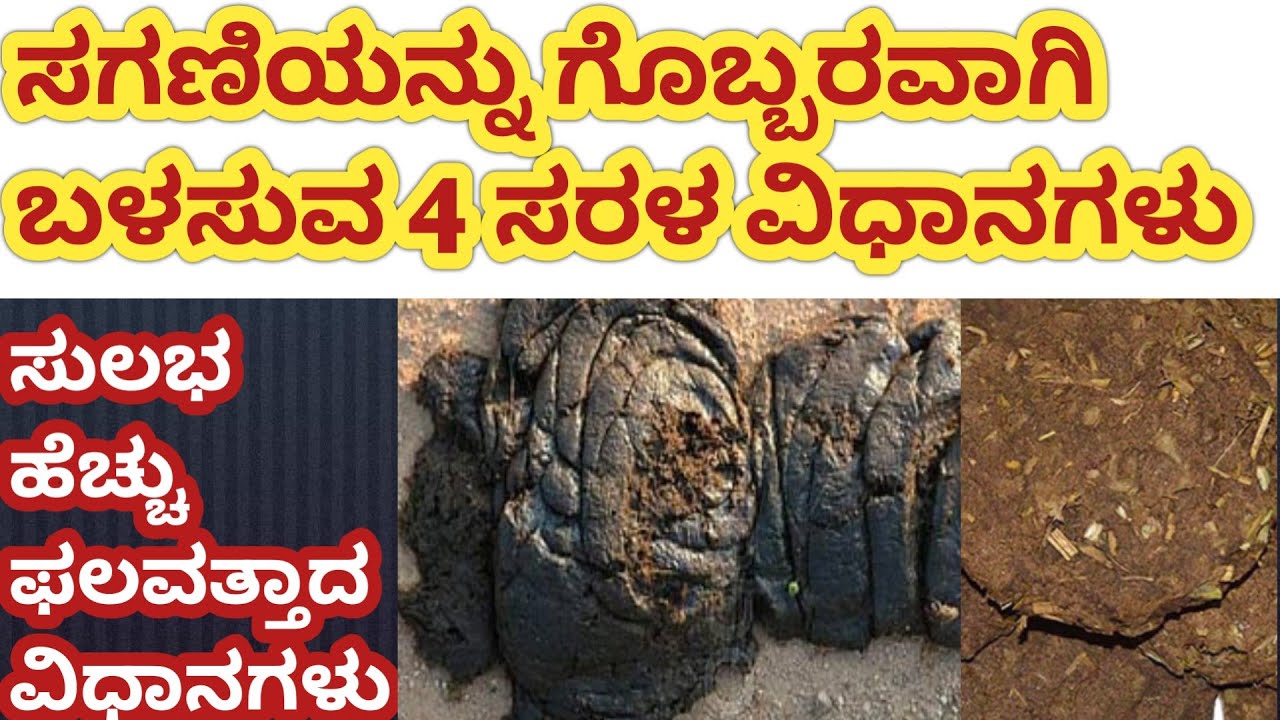 #ಸೆಗಣಿಯನ್ನು ಗೊಬ್ಬರವಾಗಿ ಬಳಸುವ ಮುನ್ನ ಈ 4 ಸುಲಭ ವಿಧಾನಗಳನ್ನು  ನೋಡಿ #cowdungcompost #segani