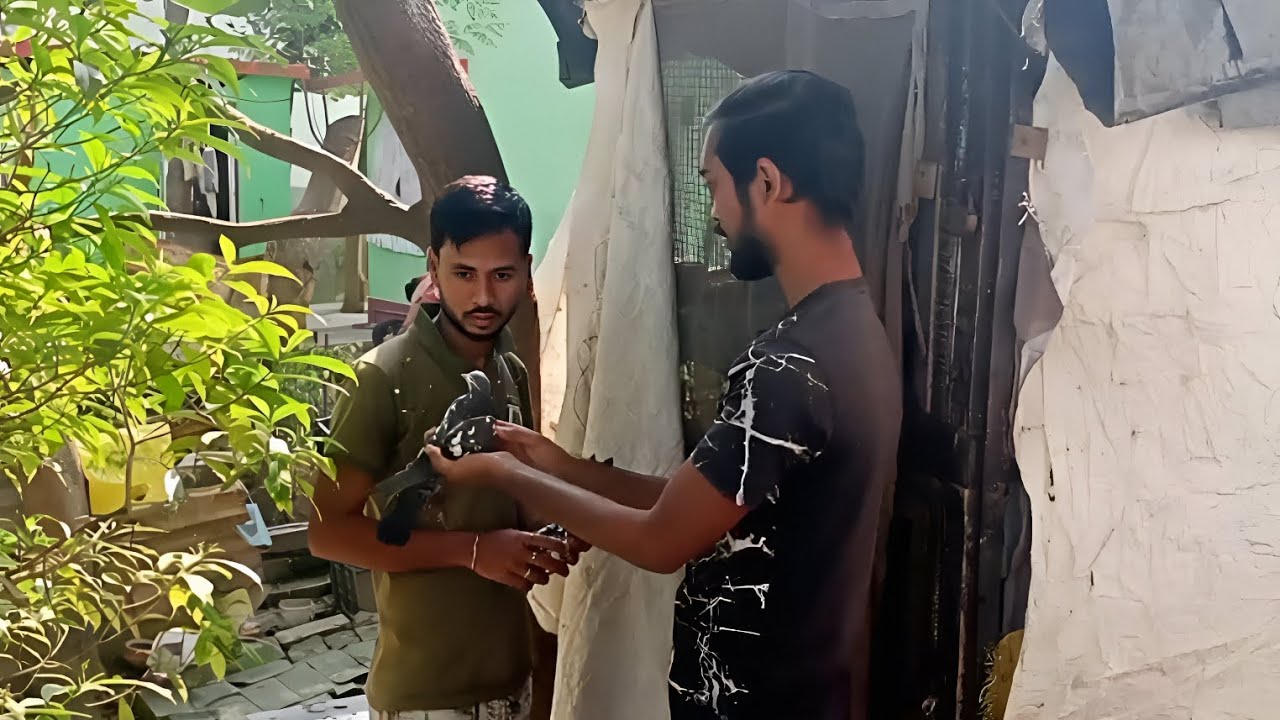 মামা আসলো আমার বাড়িতে আমার পায়রা দেখতে |Rishis pigeons| pigeon lover| giribazkobutor