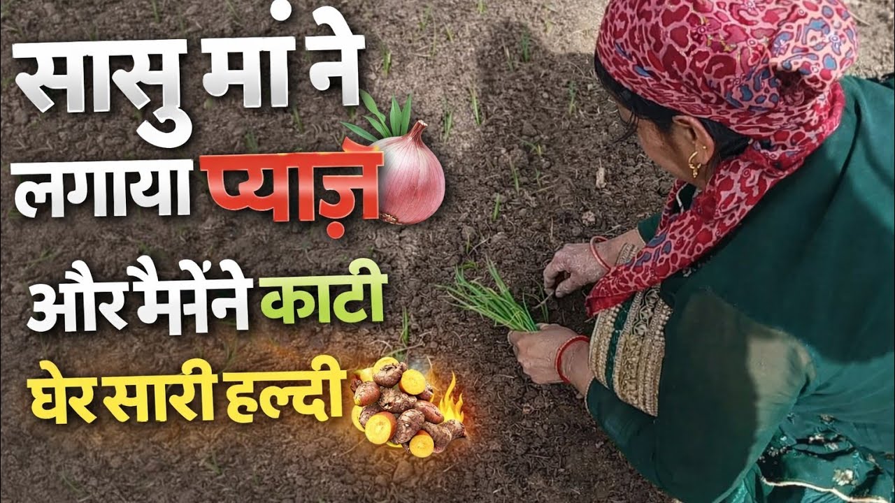 सासु माँ ने लगायी प्याज़ or मैंने काटी बहुत सारी हल्दी 🌿🌿🌿🌿