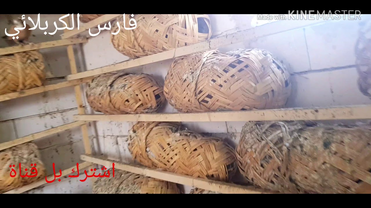 (29)علاج عن انتفاخ الحوصله بل ماء شاهد