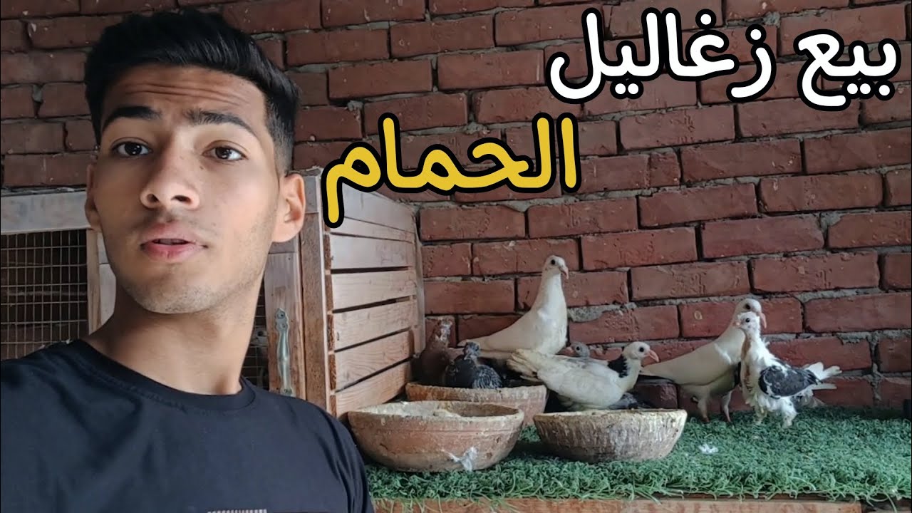 شوف عملت ايه مع الحمام 🫨 بيع زغاليل الحمام