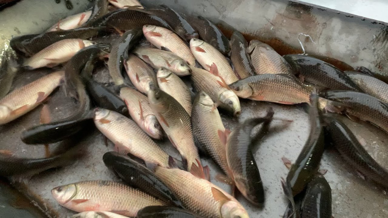 wow many many Rouifish selling live skills by expert fish seller in Fishmarket 