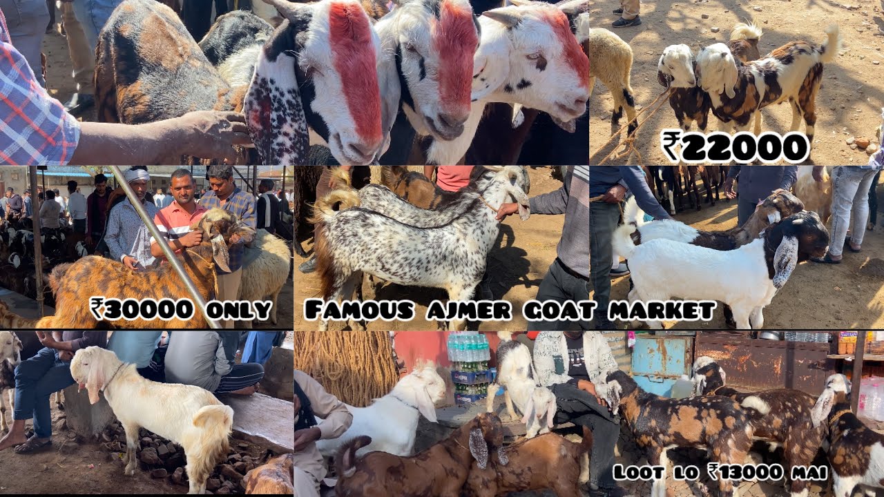 8 FEBRUARY 2025 AJMER BAKRA MANDI LIVE UPDATE/GOAT MARKET COVER WITH PRICE/RAJASTHAN BIGGEST MANDI