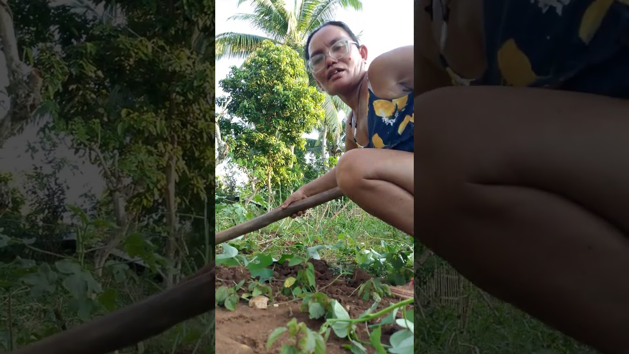 sana umulan guys para maka inum ang bago kung tanim guys