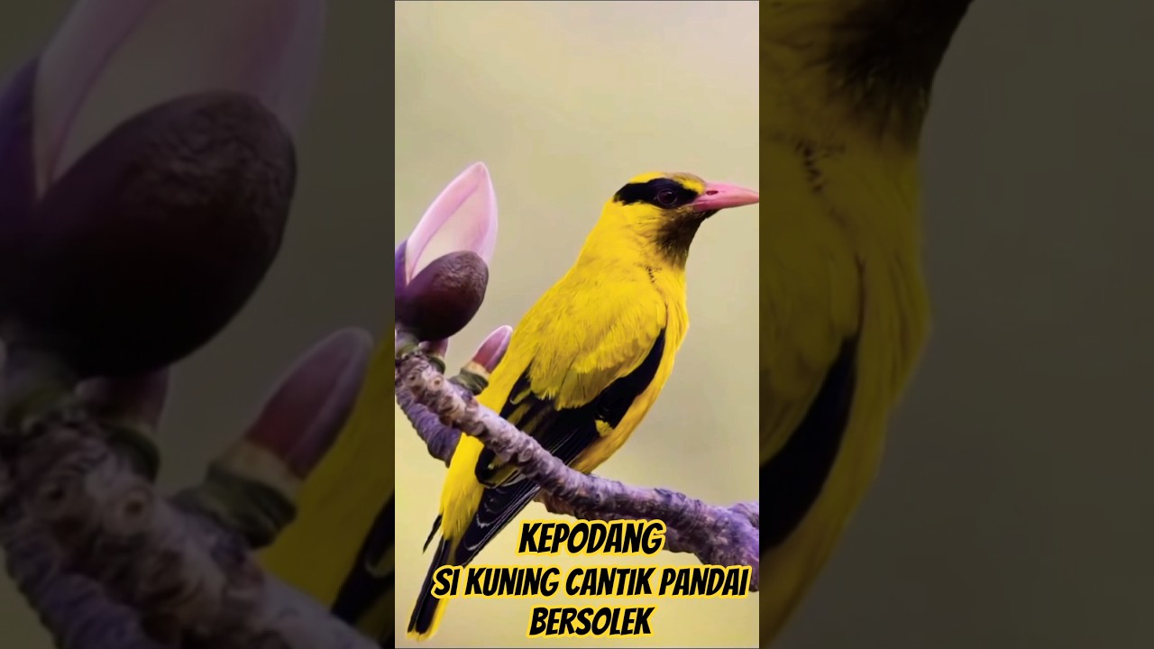 Fakta dan Mitos Menarik Burung kepodang.