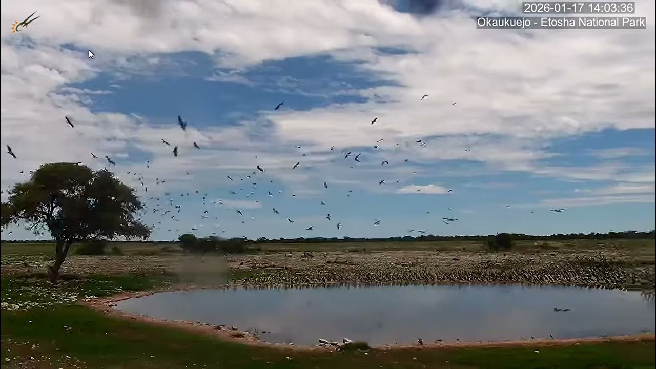 Abdim's Storks take flight.(Recorded at speed 0.25). Part 1. Okaukuejo Resort Wildlife Waterhole.