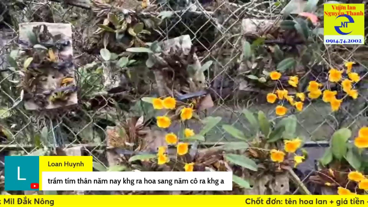 30/3/24 Thưởng lãm lan hoàng thảo nở rộ và tham quan vườn lan Nguyễn Thanh