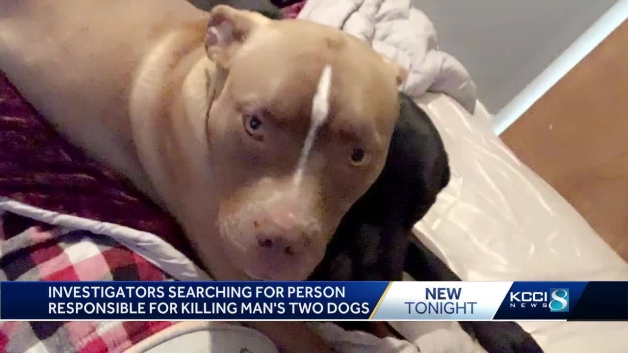 Sheriff: 2 missing dogs in Iowa found dead with bullet wounds to the head