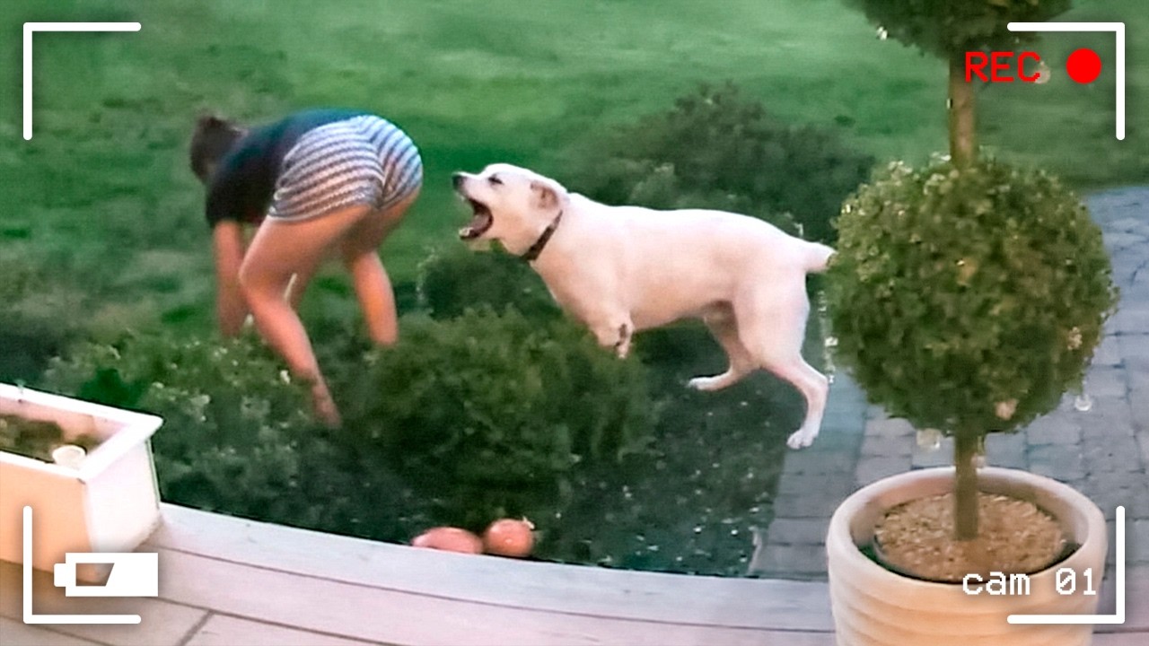 OS ANIMAIS NÃO SABIAM QUE HAVIA UMA CÂMERA NO QUINTAL E FIZERAM ISSO