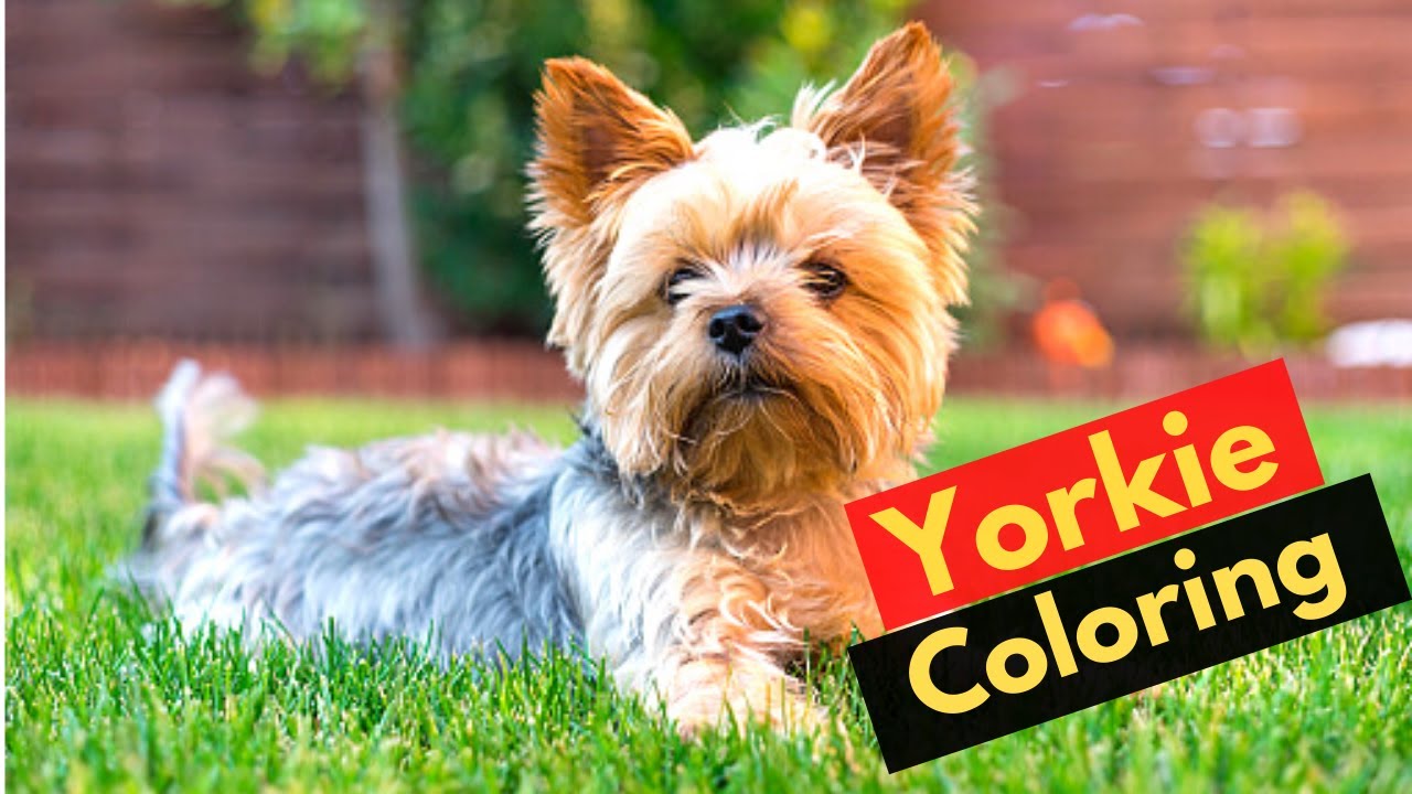 Yorkshire Terrier Coloring: When & Why do Yorkies change their colors?