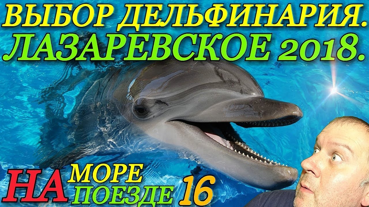 В какой дельфинарий сходить в Лазаревском / Колизей или Морская звезда