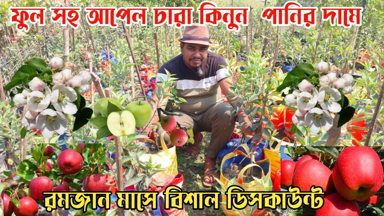 এই রমজান মাসে প্রতিদিন অফার আপেল চারা কিনুন পানির দামে ছোট বড় সব ধরনের চারা পাচ্ছেন মোল্লা নার্সারি